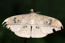 Image of Copaxa multifenestrata (Herrich-Schäffer 1858)