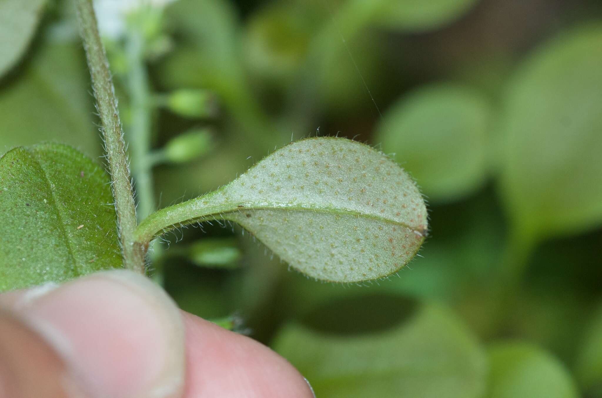 Image of Myosotis forsteri Lehm.