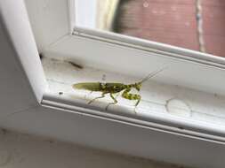 Image of Indian Flower Mantis