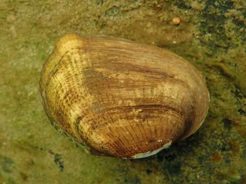 Image of Cumberlandian Combshell