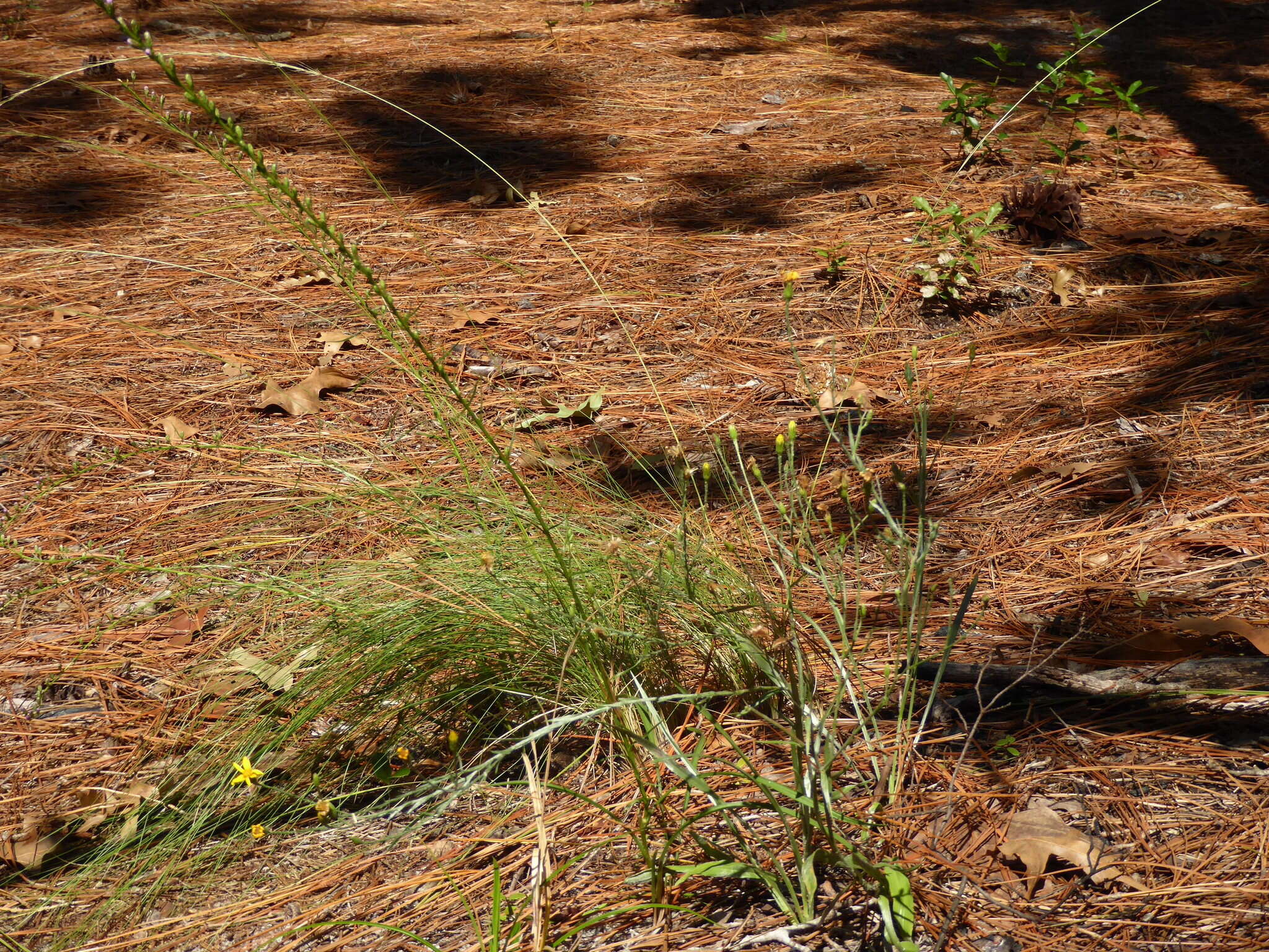 Image de Pityopsis graminifolia (Michx.) Nutt.