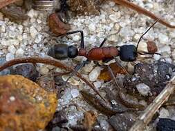 Image of Myrmecia swalei Crawley 1922