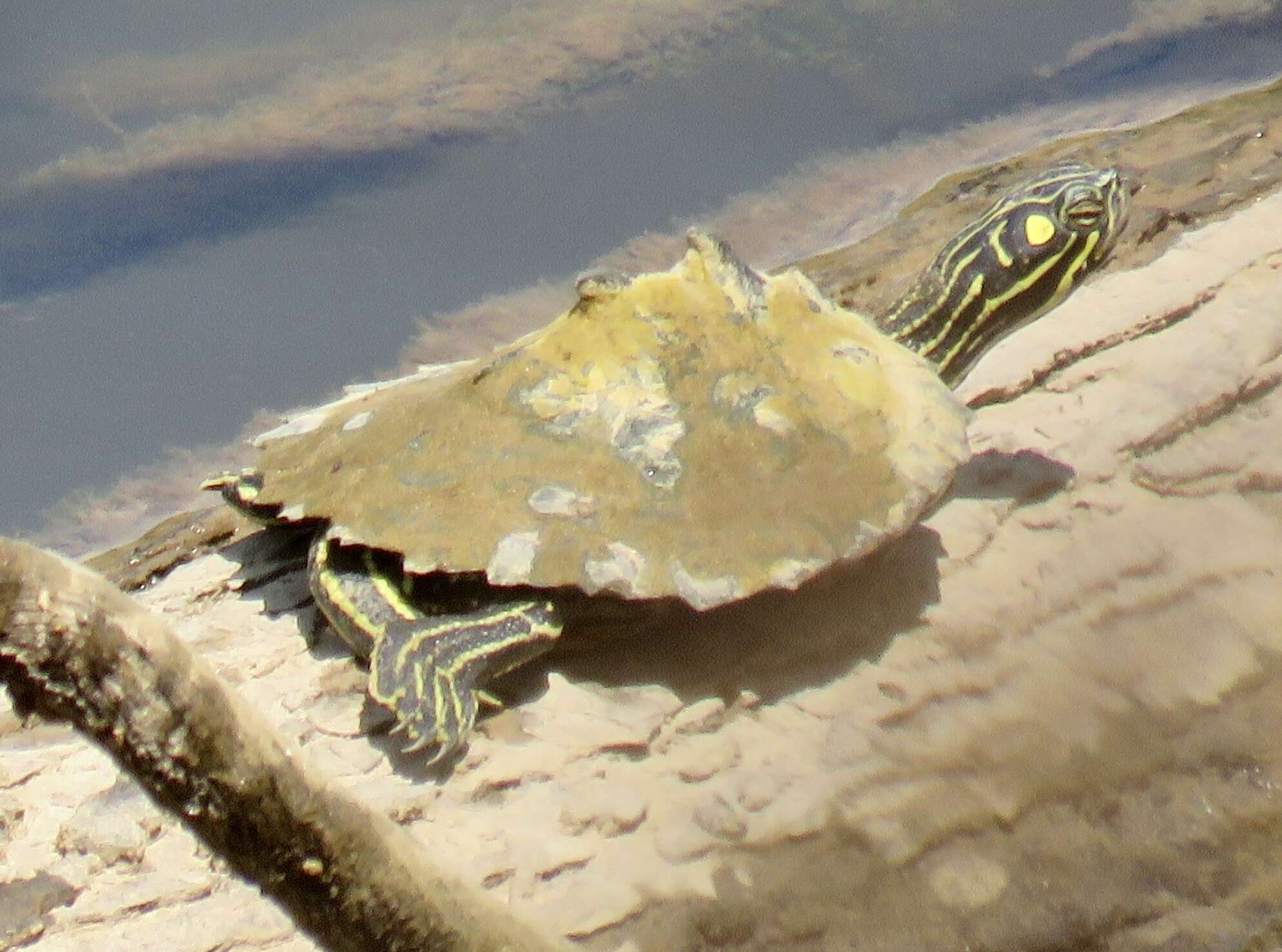 Image of Ringed Map Turtle