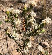 Image of Pimelea glauca R. Br.