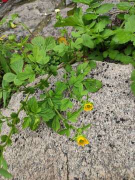 Image of Geum japonicum var. chinense F. Bolle