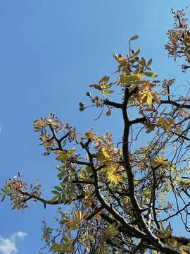 Image of Bursera cuneata (Schltdl.) Engl.