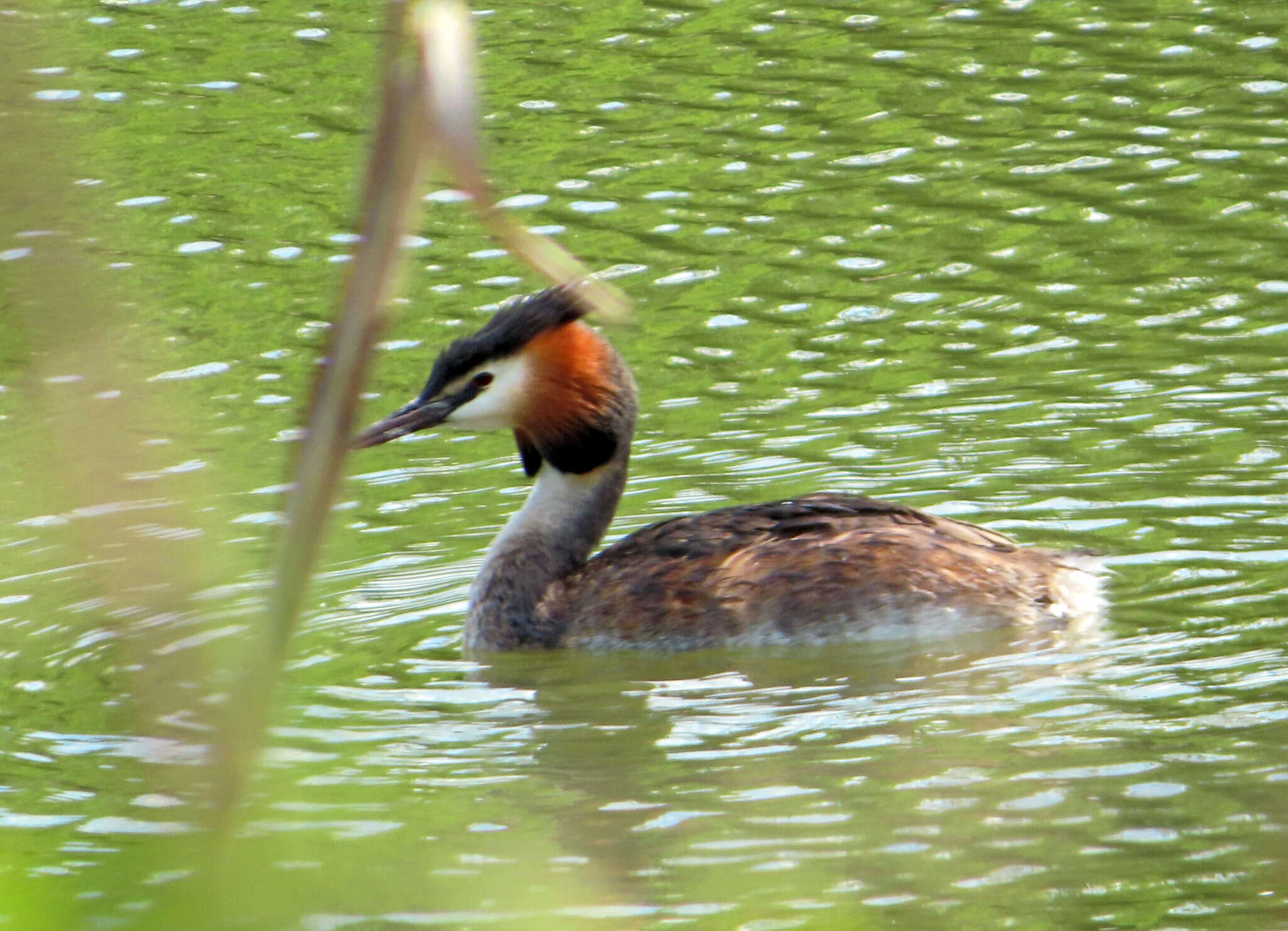 Image of Podiceps cristatus cristatus (Linnaeus 1758)