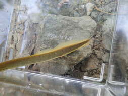 Image of Southern brook lamprey