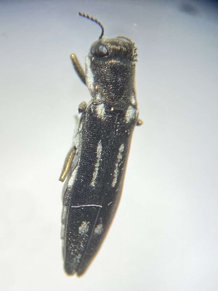 Image of Agrilus obsoletoguttatus Gory 1841