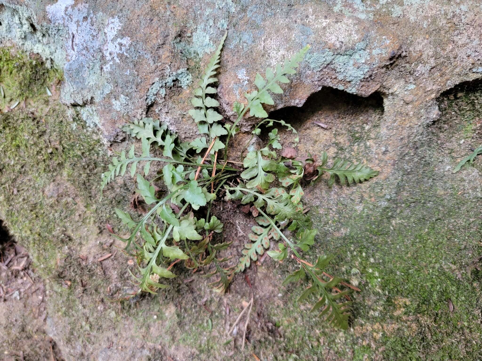 Image of spleenwort