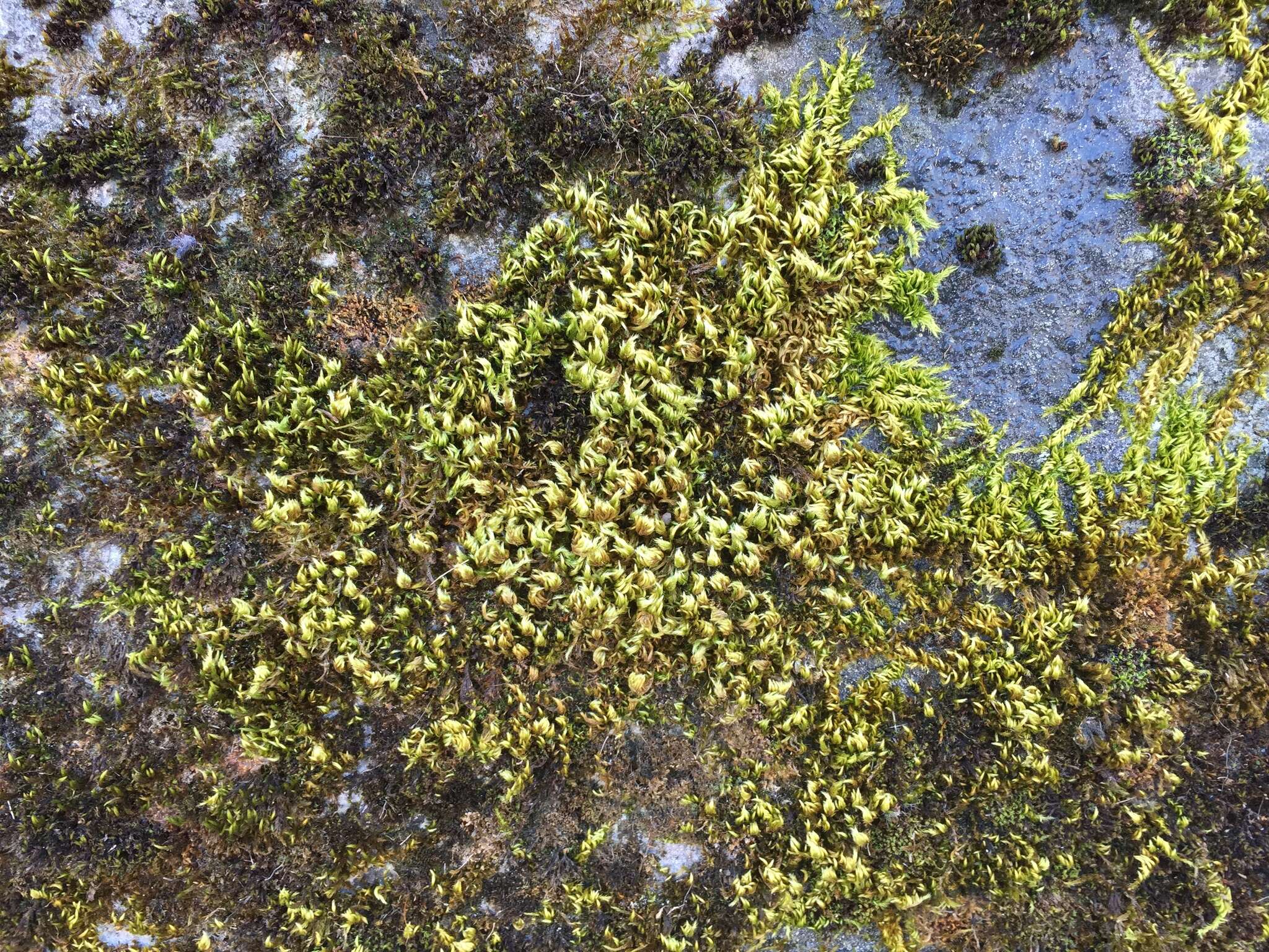 Image of silken homalothecium moss