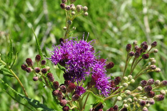 Image of prairie ironweed