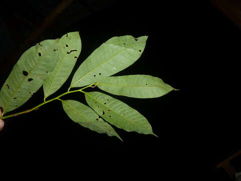 Image of Virola guatemalensis (Hemsl.) Warb.