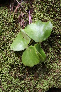 Image of Crassula capensis (L.) Baill.