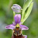 Слика од Ophrys fuciflora subsp. apulica O. Danesch & E. Danesch