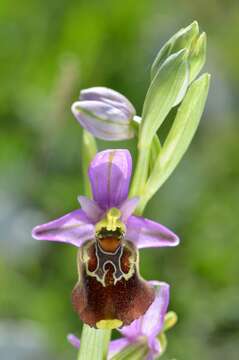 Image of Ophrys fuciflora subsp. apulica O. Danesch & E. Danesch