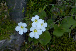 Imagem de Ourisia macrophylla subsp. lactea (L. B. Moore) Meudt