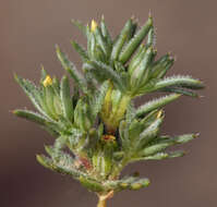 Image of sanddune linanthus