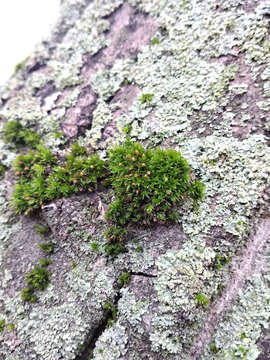 Image of orthotrichum moss