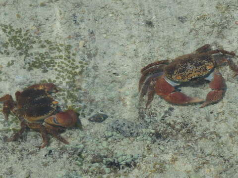 Image of rough redeye crab