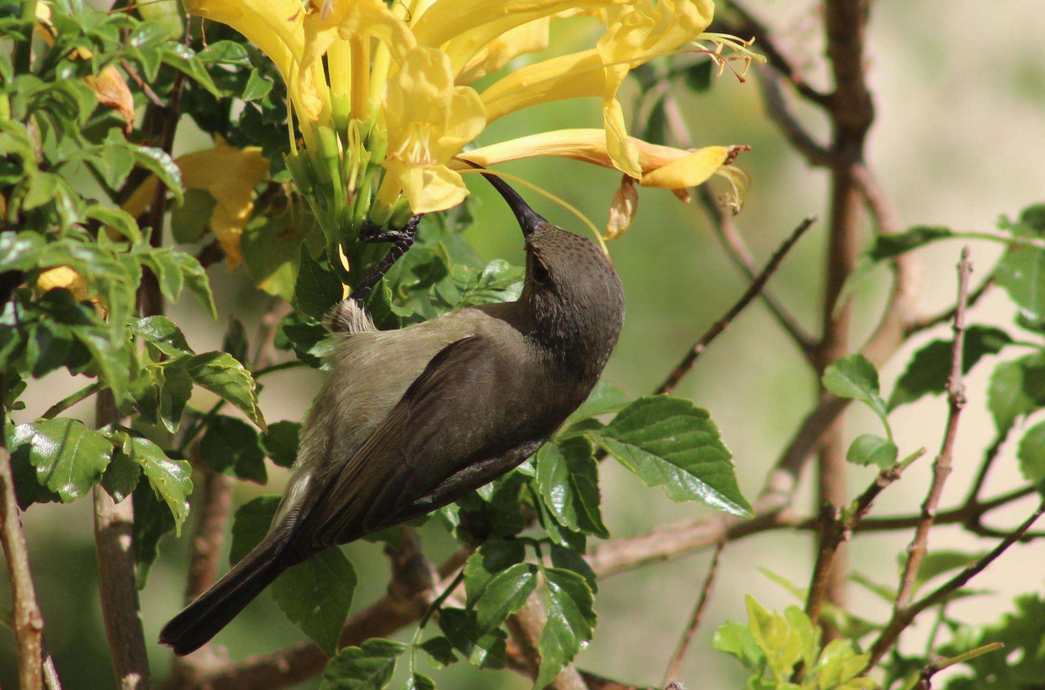 Image of Cape honeysuckle