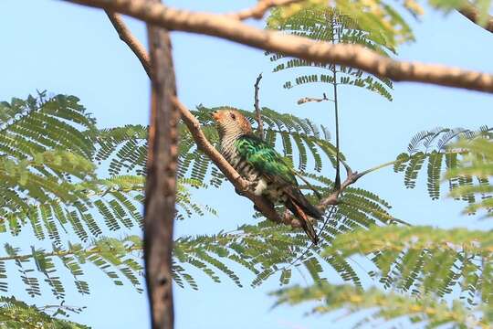 Image of Asian Emerald Cuckoo