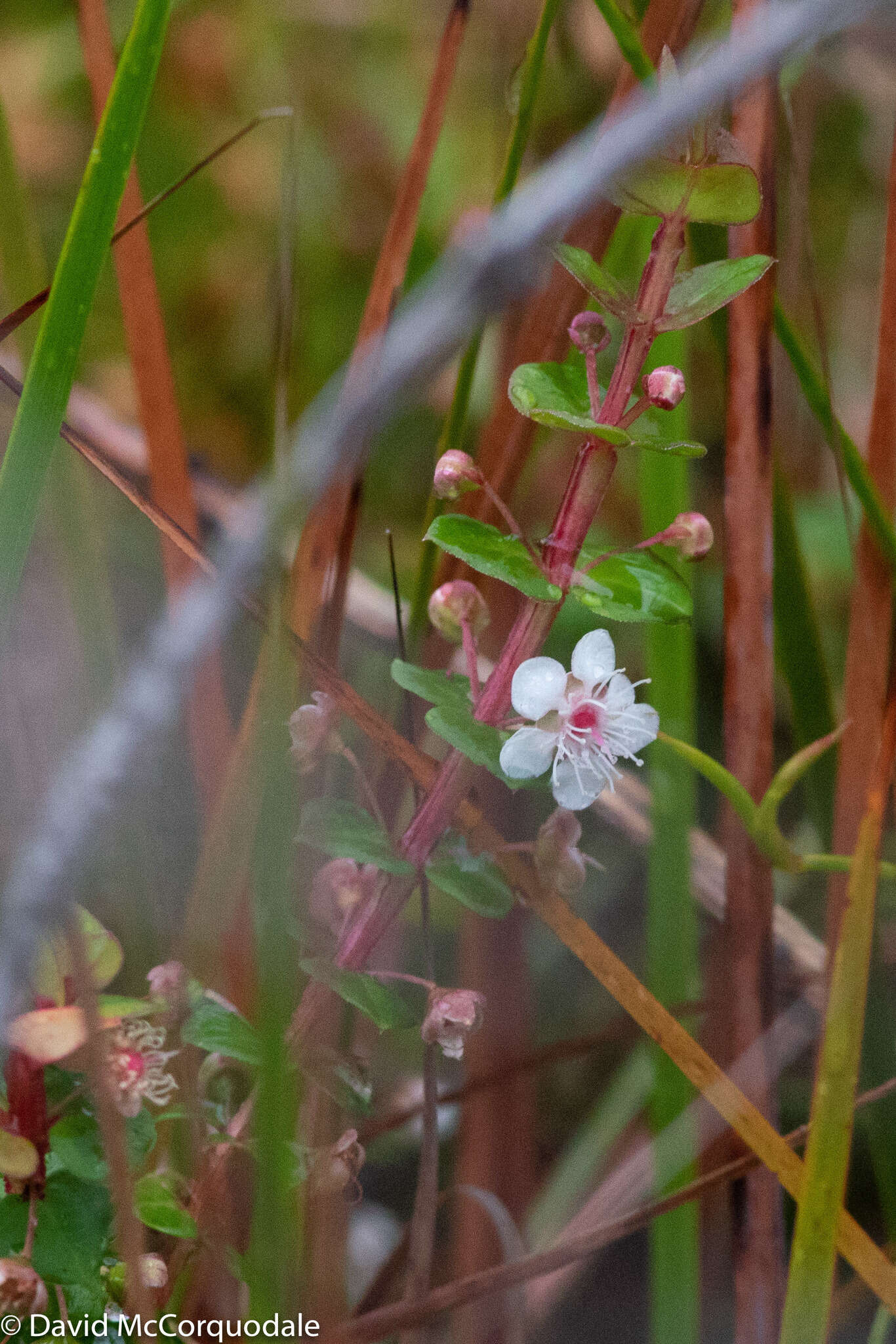 Image of Hypocalymma cordifolium Schau.