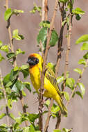 Image of Vitelline Masked Weaver