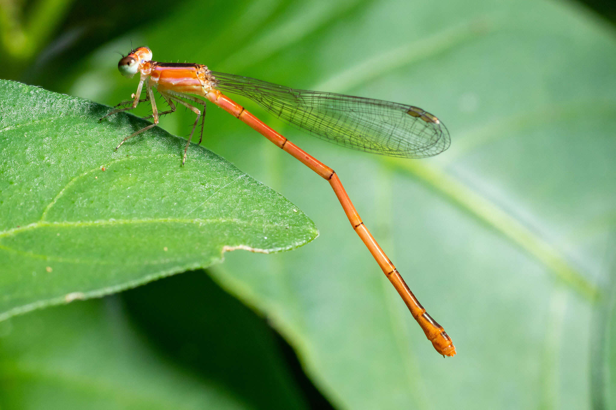 Sivun Agriocnemis falcifera Pinhey 1959 kuva