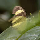 Imagem de Eurema tominia (Snellen van Vollenhoven 1865)