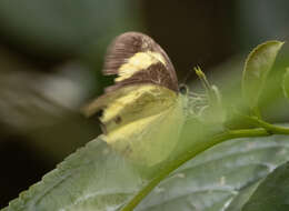 Image of Eurema tominia (Snellen van Vollenhoven 1865)