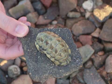 Image of Vaillant's chiton