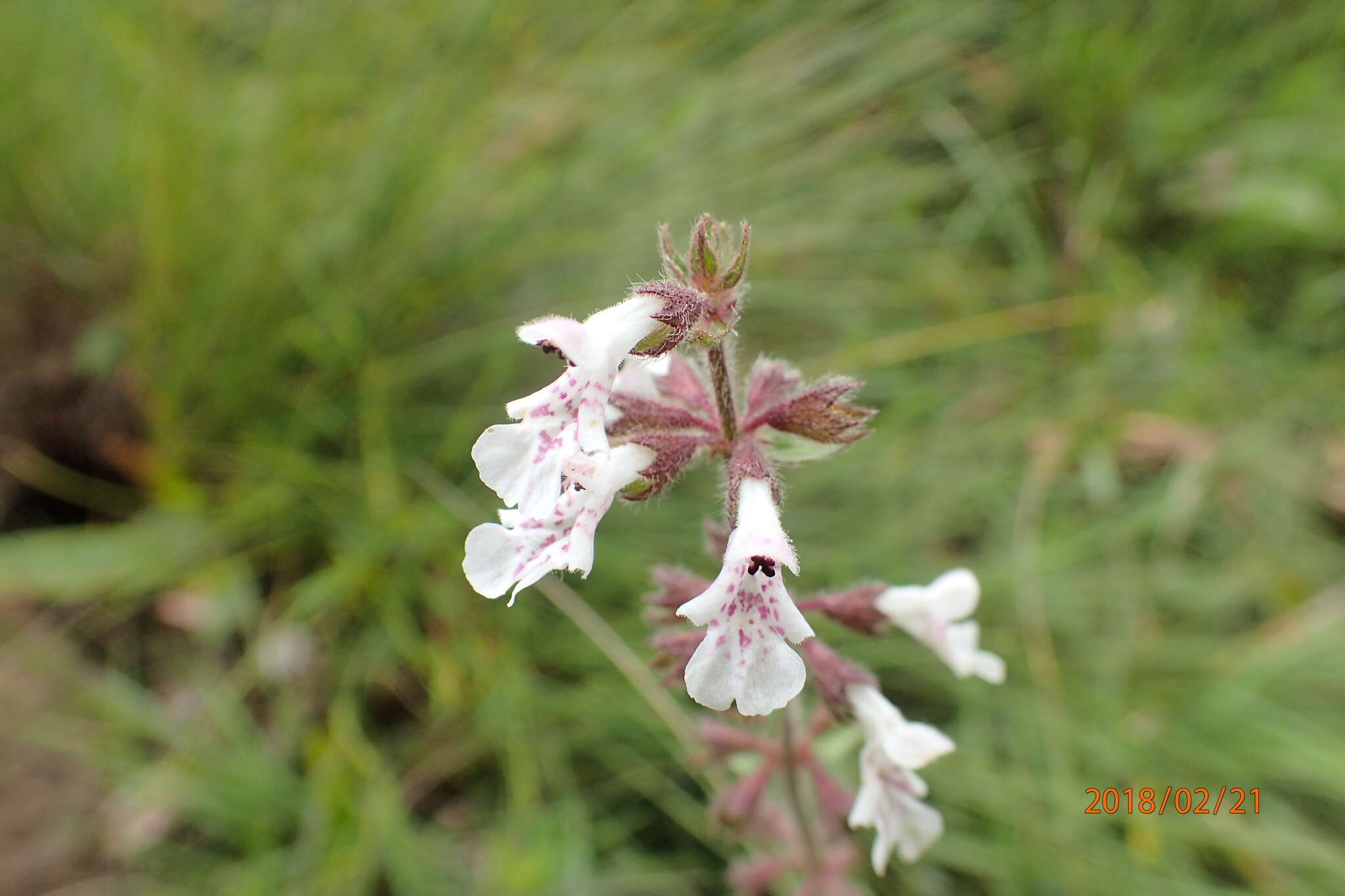 Image of Stachys rivularis J. M. Wood & M. S. Evans