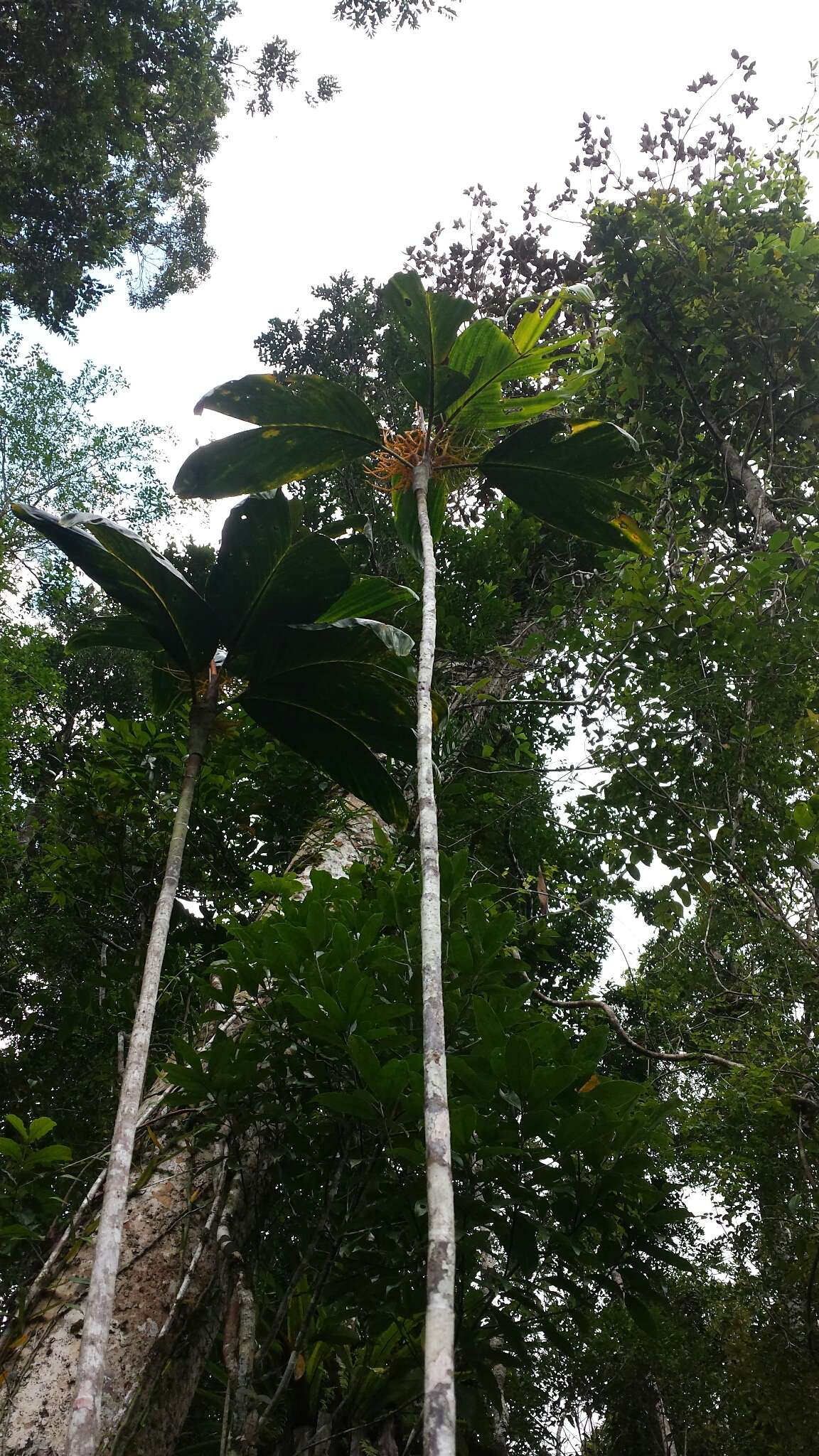 Image of Dypsis metallica Rakotoarin. & J. Dransf.