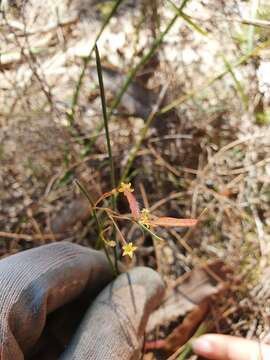 Image of Acacia applanata Maslin