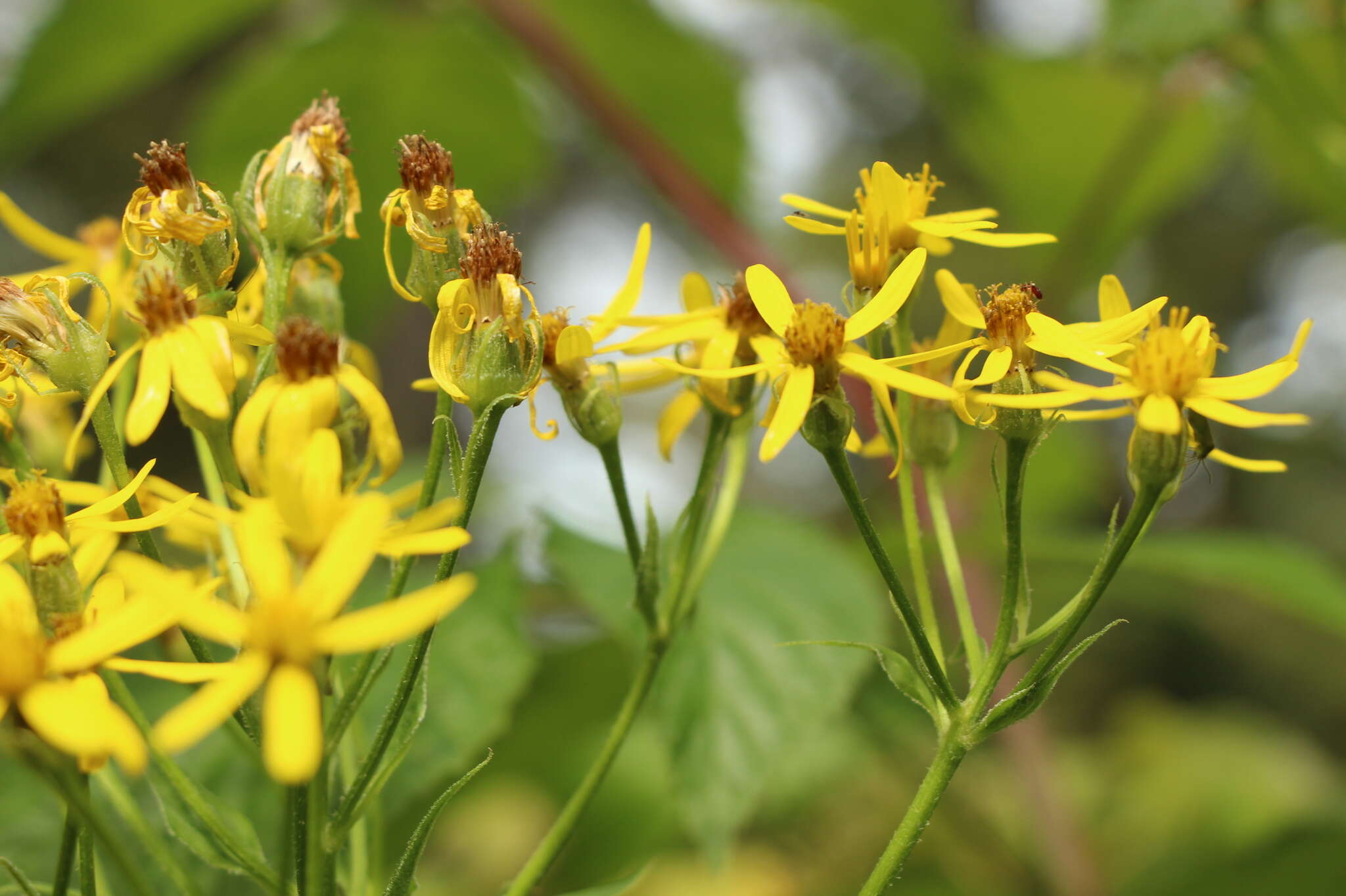 Imagem de Senecio nemorensis L.