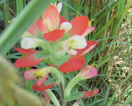 Image of entireleaf Indian paintbrush