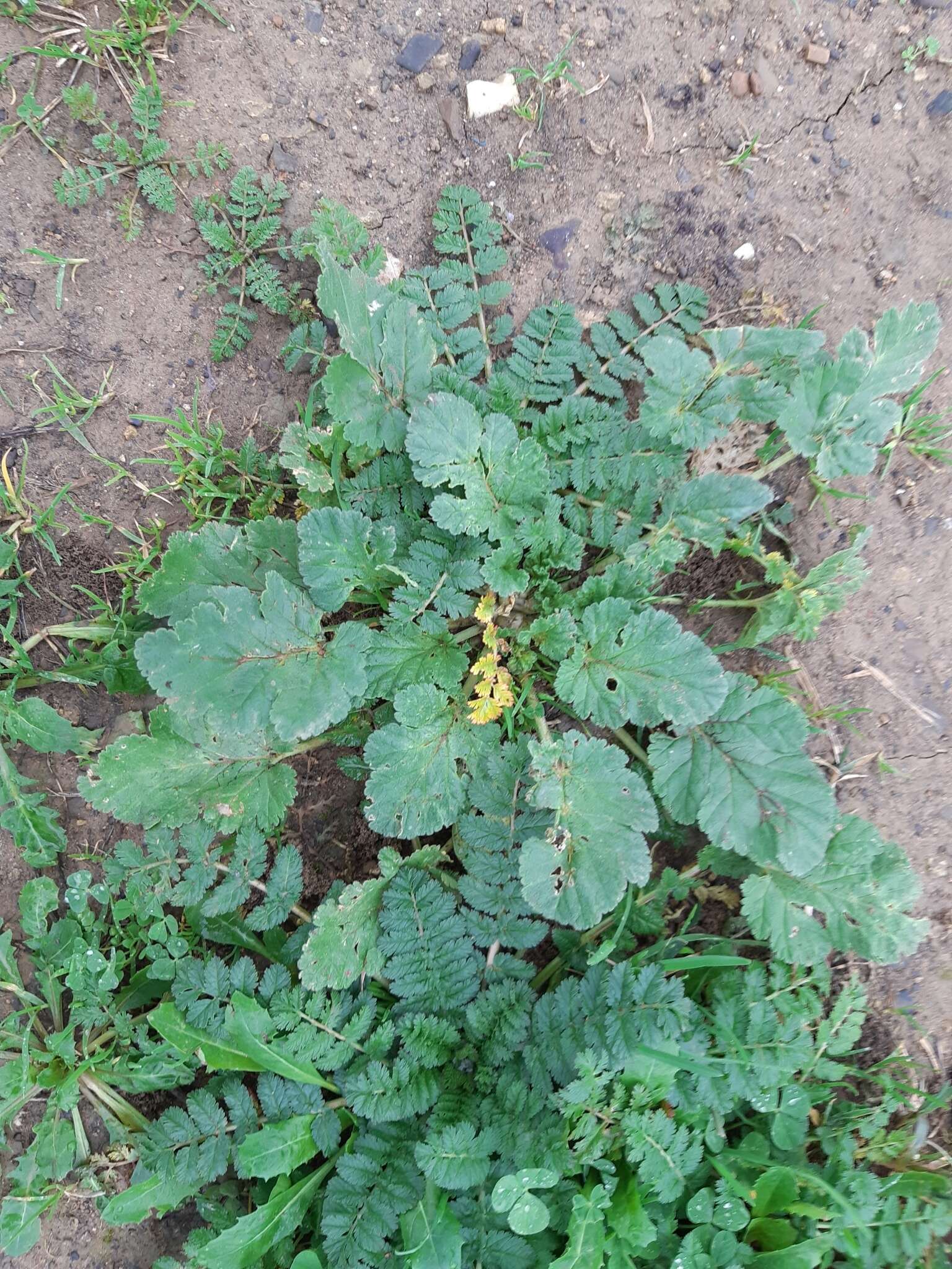 Image of Erodium malacoides subsp. malacoides