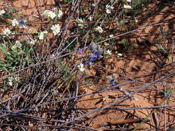 Image de Heliophila refracta Sond.