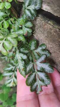 Image of Pteris ensiformis var. victoriae Bak.