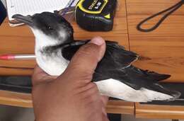 Image of Peruvian Diving Petrel