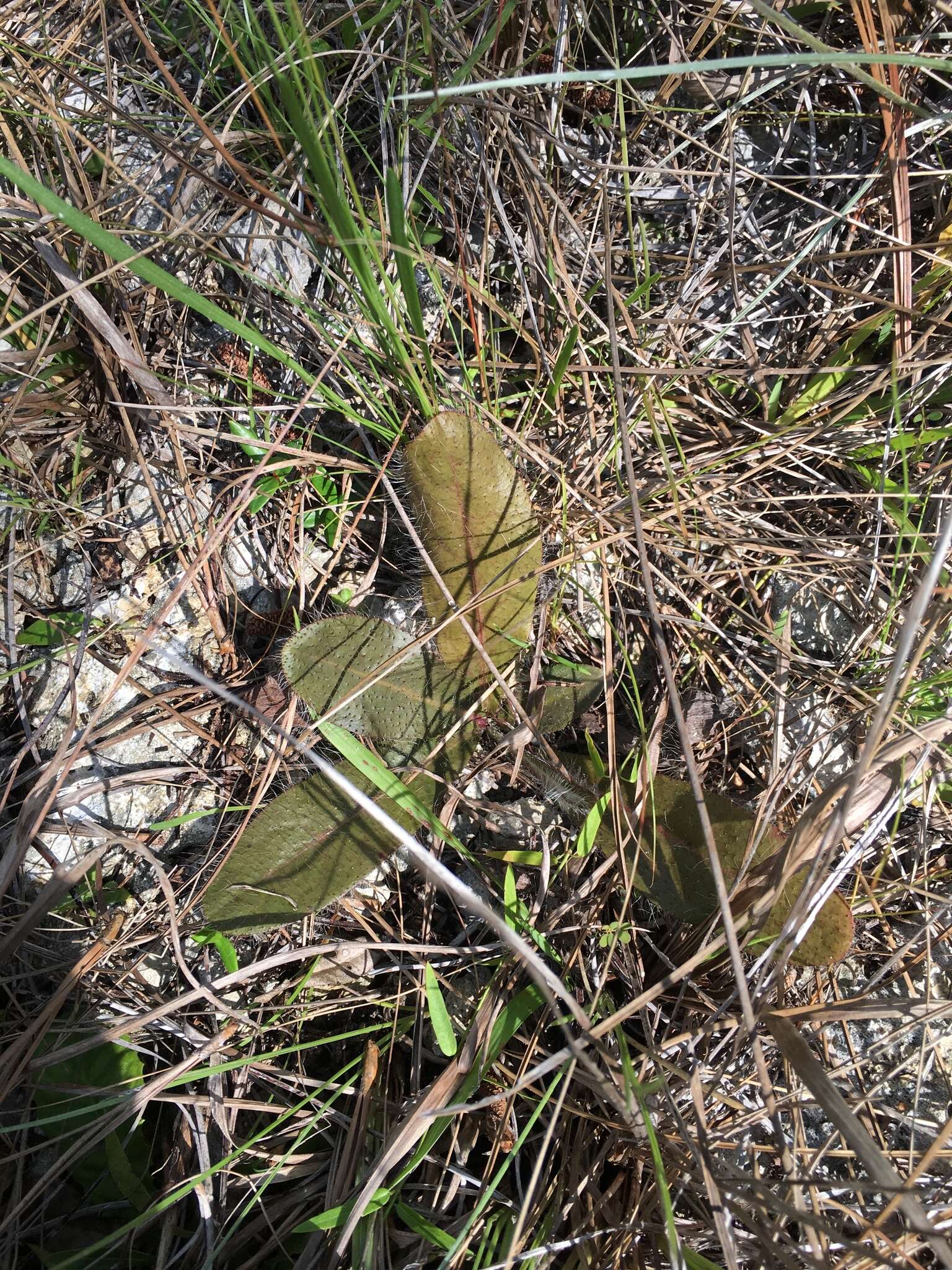 Image of Hieracium megacephalum Nash