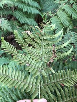 Image of Dryopteris oligodonta (Desv.) Pic. Serm.