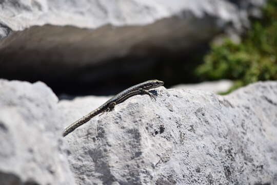 Image of Horvath's rock lizard