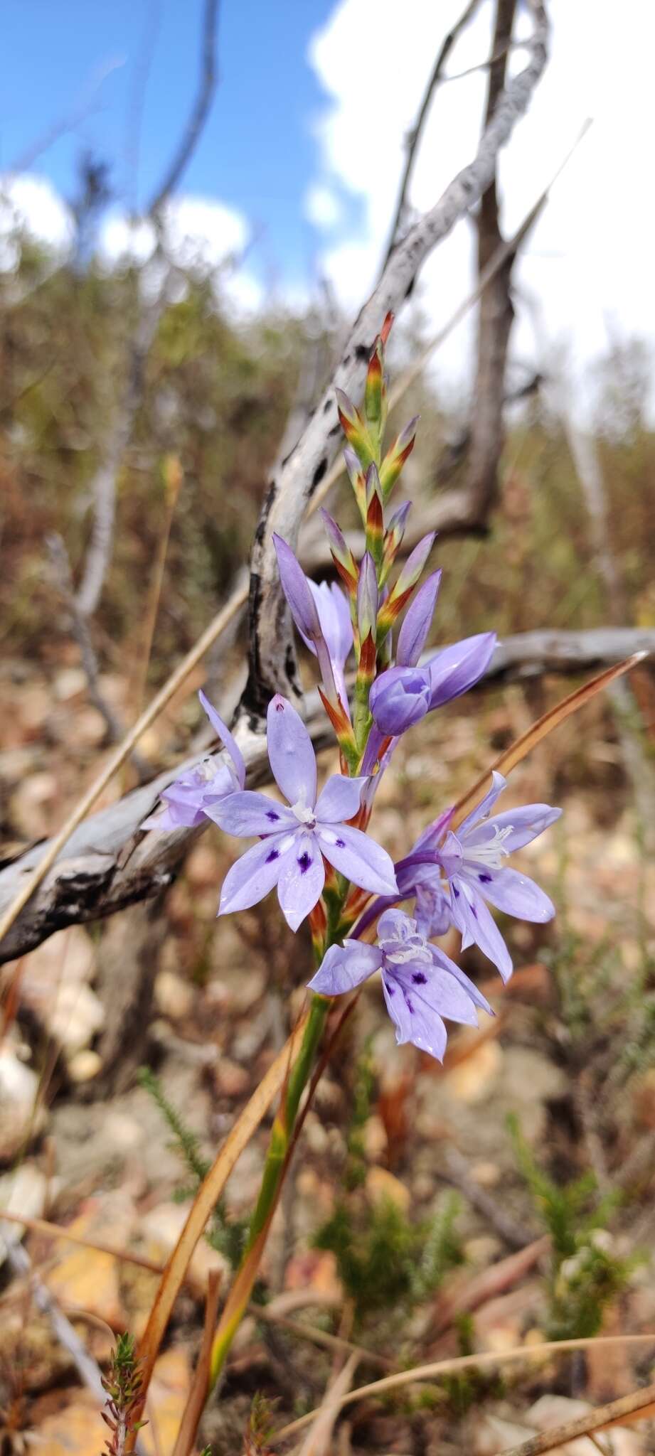 Image of Thereianthus spicatus (L.) G. J. Lewis