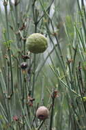 Image de Retanilla ephedra (Vent.) Brongniart