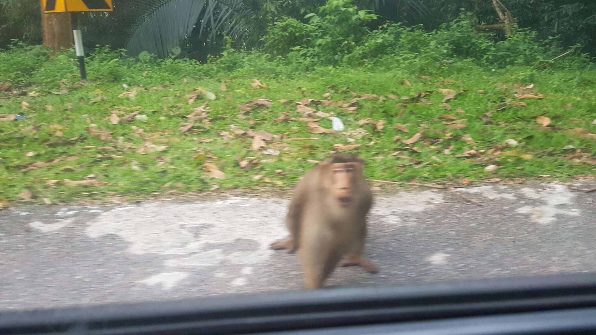 Image of Pig-Tail Macaque