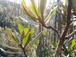 Image of Telopea truncata (Labill.) R. Br.