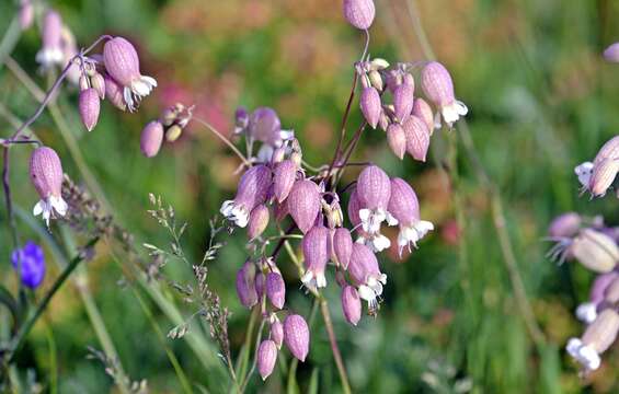 Imagem de Silene vulgaris subsp. vulgaris