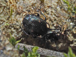 Image of River shingle ground beetle